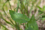 Clasping jewelflower